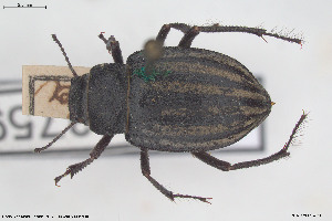  (Platyope - BGE_00813_F10)  @11 [ ] Creative Commons  Attribution Non-Commercial Share-Alike (2025) NTNU University Museum, Department of Natural History NTNU University Museum, Department of Natural History