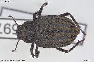  ( - BGE_00813_F11)  @11 [ ] Creative Commons  Attribution Non-Commercial Share-Alike (2025) NTNU University Museum, Department of Natural History NTNU University Museum, Department of Natural History