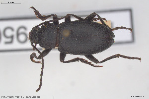  (Euboeus tenebricosus - BGE_00813_G04)  @11 [ ] Creative Commons  Attribution Non-Commercial Share-Alike (2025) NTNU University Museum, Department of Natural History NTNU University Museum, Department of Natural History