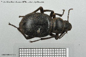  (Trachyderma hispida - BGE_00813_G09)  @11 [ ] Creative Commons  Attribution Non-Commercial Share-Alike (2025) NTNU University Museum, Department of Natural History NTNU University Museum, Department of Natural History