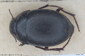  (Zophosis minuta - BGE_00813_G10)  @11 [ ] Creative Commons  Attribution Non-Commercial Share-Alike (2025) NTNU University Museum, Department of Natural History NTNU University Museum, Department of Natural History