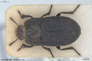  ( - BGE_00813_H03)  @11 [ ] Creative Commons  Attribution Non-Commercial Share-Alike (2025) NTNU University Museum, Department of Natural History NTNU University Museum, Department of Natural History