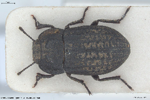  ( - BGE_00813_H04)  @11 [ ] Creative Commons  Attribution Non-Commercial Share-Alike (2025) NTNU University Museum, Department of Natural History NTNU University Museum, Department of Natural History