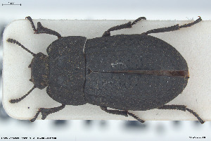  ( - BGE_00813_H05)  @11 [ ] Creative Commons  Attribution Non-Commercial Share-Alike (2025) NTNU University Museum, Department of Natural History NTNU University Museum, Department of Natural History