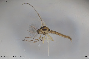  (Parachironomus cinctellus - BGE_00244_B09)  @11 [ ] Creative Commons  Attribution Non-Commercial Share-Alike (2024) NTNU University Museum, Department of Natural History NTNU University Museum, Department of Natural History