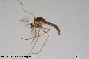  ( - BGE_00248_D06)  @11 [ ] Creative Commons  Attribution Non-Commercial Share-Alike (2024) NTNU University Museum, Department of Natural History NTNU University Museum, Department of Natural History