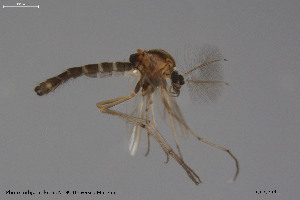  ( - BGE_00248_D08)  @11 [ ] Creative Commons  Attribution Non-Commercial Share-Alike (2024) NTNU University Museum, Department of Natural History NTNU University Museum, Department of Natural History