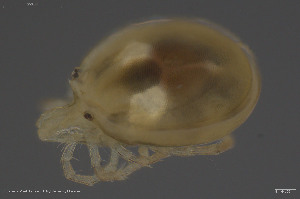  ( - BGE_00247_A09)  @11 [ ] Creative Commons  Attribution Non-Commercial Share-Alike (2024) NTNU University Museum, Department of Natural History NTNU University Museum, Department of Natural History