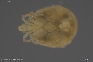  ( - BGE_00247_A09)  @11 [ ] Creative Commons  Attribution Non-Commercial Share-Alike (2024) NTNU University Museum, Department of Natural History NTNU University Museum, Department of Natural History