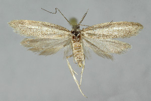  ( - BGE_00240_C10)  @11 [ ] Creative Commons  Attribution Non-Commercial Share-Alike (2024) Kai Berggren NTNU University Museum, Department of Natural History