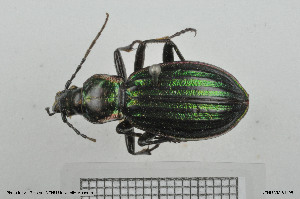 (Carabus solieri - BGE_00261_C01)  @11 [ ] Creative Commons  Attribution Non-Commercial Share-Alike (2024) NTNU University Museum, Department of Natural History NTNU University Museum, Department of Natural History