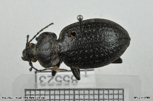  (Carabus faminii - BGE_00258_D01)  @11 [ ] Creative Commons  Attribution Non-Commercial Share-Alike (2024) NTNU University Museum, Department of Natural History NTNU University Museum, Department of Natural History