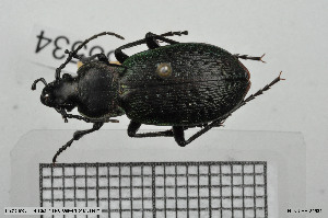  (Orinocarabus bertolinii - BGE_00258_C12)  @11 [ ] Creative Commons  Attribution Non-Commercial Share-Alike (2024) NTNU University Museum, Department of Natural History NTNU University Museum, Department of Natural History