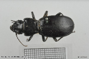  (Percus - BGE_00258_E04)  @11 [ ] Creative Commons  Attribution Non-Commercial Share-Alike (2024) NTNU University Museum, Department of Natural History NTNU University Museum, Department of Natural History