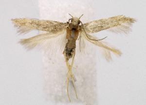  ( - BGE_00241_D07)  @11 [ ] Creative Commons  Attribution Non-Commercial Share-Alike (2024) Kai Berggren NTNU University Museum, Department of Natural History