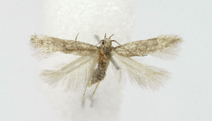  ( - BGE_00241_D08)  @11 [ ] Creative Commons  Attribution Non-Commercial Share-Alike (2024) Kai Berggren NTNU University Museum, Department of Natural History