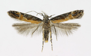  ( - BGE_00241_E04)  @11 [ ] Creative Commons  Attribution Non-Commercial Share-Alike (2024) Kai Berggren NTNU University Museum, Department of Natural History