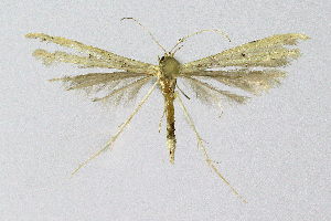  ( - BGE_00223_G08)  @11 [ ] Creative Commons  Attribution Non-Commercial Share-Alike (2023) Kai Berggren NTNU University Museum, Department of Natural History