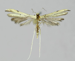  ( - BGE_00270_E06)  @11 [ ] Creative Commons  Attribution Non-Commercial Share-Alike (2024) Kai Berggren NTNU University Museum, Department of Natural History