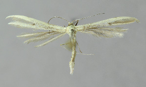  ( - BGE_00270_E07)  @11 [ ] Creative Commons  Attribution Non-Commercial Share-Alike (2024) Kai Berggren NTNU University Museum, Department of Natural History