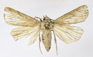  ( - BGE_00261_H11)  @11 [ ] Creative Commons  Attribution Non-Commercial Share-Alike (2024) Kai Berggren NTNU University Museum, Department of Natural History