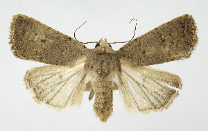  ( - BGE_00257_C10)  @11 [ ] Creative Commons  Attribution Non-Commercial Share-Alike (2025) Kai Berggren NTNU University Museum, Department of Natural History