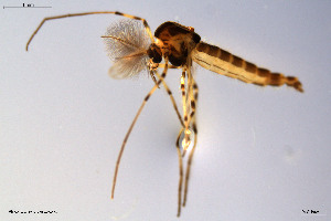  (Dicrotendipes fusconotatus - BGE_00234_A05)  @11 [ ] Creative Commons  Attribution Non-Commercial Share-Alike (2023) NTNU University Museum, Department of Natural History NTNU University Museum, Department of Natural History