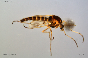  ( - BGE_00234_A08)  @11 [ ] Creative Commons  Attribution Non-Commercial Share-Alike (2023) NTNU University Museum, Department of Natural History NTNU University Museum, Department of Natural History