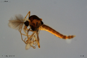  (Polypedilum sp. 7TE - BGE_00234_A10)  @11 [ ] Creative Commons  Attribution Non-Commercial Share-Alike (2023) NTNU University Museum, Department of Natural History NTNU University Museum, Department of Natural History