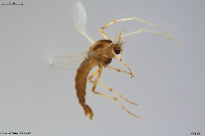  (Chironomus noctivagus - BGE_00234_C07)  @11 [ ] Creative Commons  Attribution Non-Commercial Share-Alike (2023) NTNU University Museum, Department of Natural History NTNU University Museum, Department of Natural History