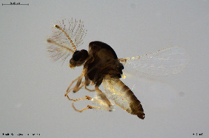  (Corynoneura sp. 27ES - BGE_00234_E07)  @11 [ ] Creative Commons  Attribution Non-Commercial Share-Alike (2023) NTNU University Museum, Department of Natural History NTNU University Museum, Department of Natural History
