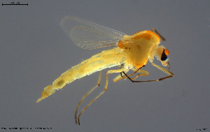  (Microchironomus lendli - BGE_00234_A03)  @11 [ ] Creative Commons  Attribution Non-Commercial Share-Alike (2023) NTNU University Museum, Department of Natural History NTNU University Museum, Department of Natural History