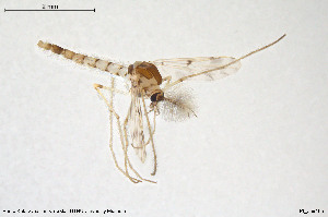  (Rheopelopia eximia - BGE_00233_F10)  @11 [ ] Creative Commons  Attribution Non-Commercial Share-Alike (2023) NTNU University Museum, Department of Natural History NTNU University Museum, Department of Natural History