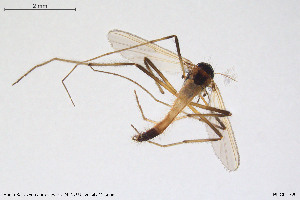  (Polypedilum sp. 8TE - BGE_00233_G01)  @11 [ ] Creative Commons  Attribution Non-Commercial Share-Alike (2023) NTNU University Museum, Department of Natural History NTNU University Museum, Department of Natural History