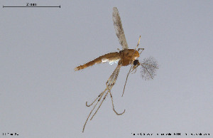  (Polypedilum sp. 9TE - BGE_00233_H05)  @11 [ ] Creative Commons  Attribution Non-Commercial Share-Alike (2023) NTNU University Museum, Department of Natural History NTNU University Museum, Department of Natural History