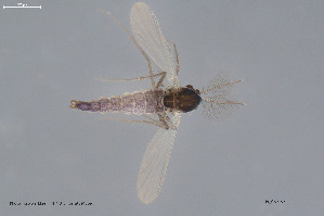  (Camptocladius sp. 2ES - BGE_00253_A07)  @11 [ ] Creative Commons  Attribution Non-Commercial Share-Alike (2024) NTNU University Museum, Department of Natural History NTNU University Museum, Department of Natural History