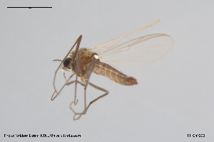  ( - BGE_00253_A12)  @11 [ ] Creative Commons  Attribution Non-Commercial Share-Alike (2024) NTNU University Museum, Department of Natural History NTNU University Museum, Department of Natural History