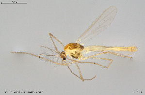  (Micropsectra cf. andalusiaca - BGE_00259_B03)  @11 [ ] Creative Commons  Attribution Non-Commercial Share-Alike (2024) NTNU University Museum, Department of Natural History NTNU University Museum, Department of Natural History