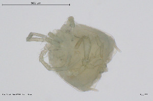  ( - BGE_00228_H08)  @11 [ ] Creative Commons  Attribution Non-Commercial Share-Alike (2023) NTNU University Museum, Department of Natural History NTNU University Museum, Department of Natural History