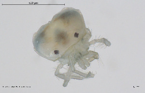  ( - BGE_00228_H08)  @11 [ ] Creative Commons  Attribution Non-Commercial Share-Alike (2023) NTNU University Museum, Department of Natural History NTNU University Museum, Department of Natural History