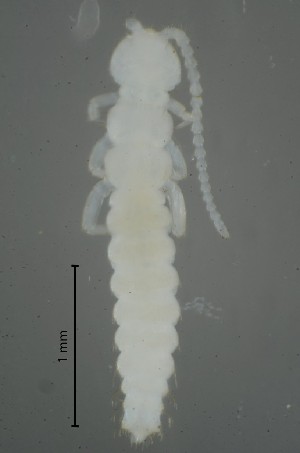  (Campodea denisi - GBOL19863)  @11 [ ] CreativeCommons  Attribution Non-Commercial Share-Alike (2017) SNSB (Staatliche Naturwissenschaftliche Sammlungen Bayerns) ZSM (Zoologische Staatssammlung Muenchen)