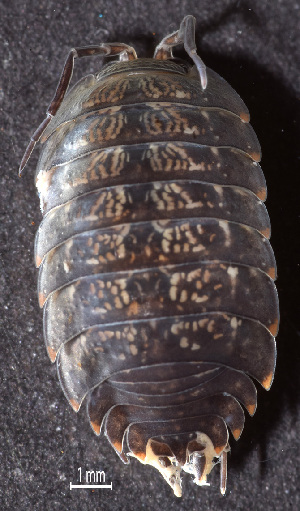  ( - ZSM-BC-30209-F08)  @11 [ ] CreativeCommons  Attribution Non-Commercial Share-Alike (2018) SNSB (Staatliche Naurwissenschaftliche Sammlungen Bayerns) ZSM (Zoologische Staatssammlung Muenchen)