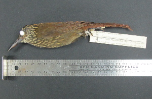  (Xiphorhynchus susurrans - MJM 7142)  @13 [ ] CreativeCommons - Attribution Non-Commercial (2012) Matthew J. MIller Smithsonian Tropical Research Institute