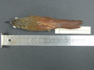  ( - MJM 7142)  @12 [ ] CreativeCommons - Attribution Non-Commercial (2012) Matthew J. MIller Smithsonian Tropical Research Institute