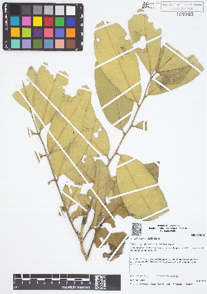  (Trichilia carinata - IAvH - JAC2160)  @11 [ ] Copyright (2015) Instituto de Investigacion Alexander von Humboldt (IAvH) Instituto de Investigacion Alexander von Humboldt (IAvH)