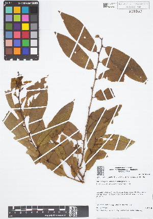  (Cynophalla polyantha - IAvH - JAC2190)  @11 [ ] Copyright (2015) Instituto de Investigacion Alexander von Humboldt (IAvH) Instituto de Investigacion Alexander von Humboldt (IAvH)