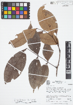  ( - IAvH - RG2352)  @11 [ ] Copyright (2015) Instituto de Investigacion Alexander von Humboldt (IAvH) Instituto de Investigacion Alexander von Humboldt (IAvH)