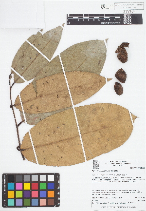  (Eschweilera tenuifolia - IAvH - RG2354)  @11 [ ] Copyright (2015) Instituto de Investigacion Alexander von Humboldt (IAvH) Instituto de Investigacion Alexander von Humboldt (IAvH)