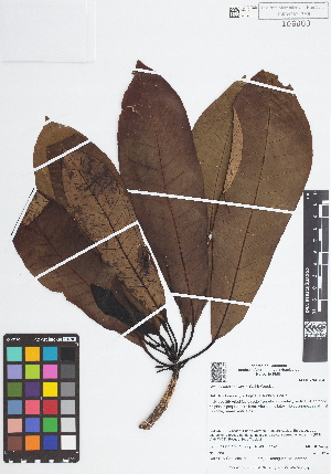  (Himatanthus articulatus - IAvH - RG2368)  @11 [ ] Copyright (2015) Instituto de Investigacion Alexander von Humboldt (IAvH) Instituto de Investigacion Alexander von Humboldt (IAvH)