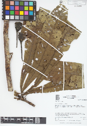  (Gustavia augusta - IAvH - RG2374)  @11 [ ] Copyright (2015) Instituto de Investigacion Alexander von Humboldt (IAvH) Instituto de Investigacion Alexander von Humboldt (IAvH)